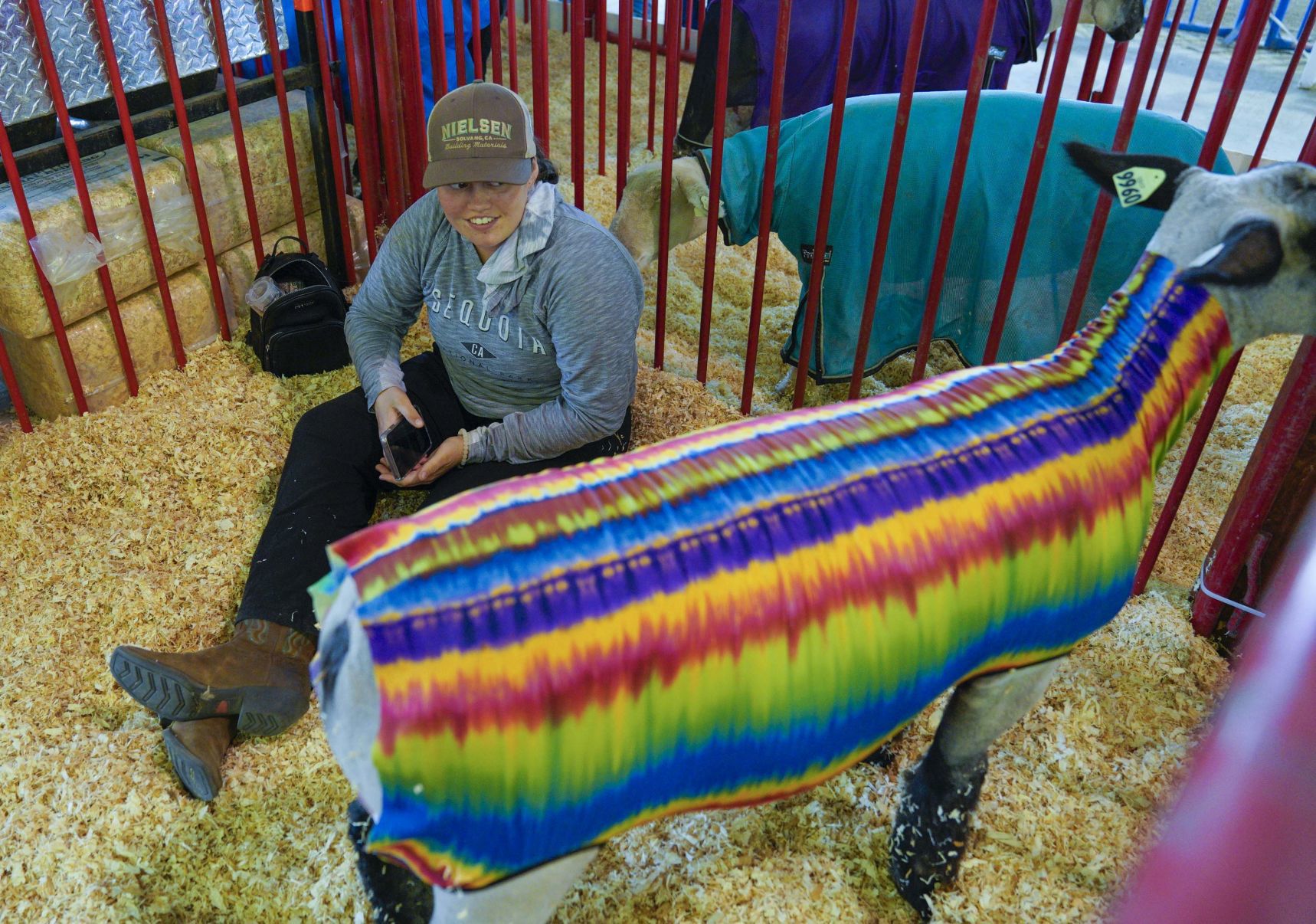 070719 Animals Arrive for Fair 14.jpg
